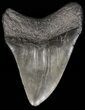 Fossil Megalodon Tooth - South Carolina #41151-2